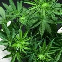 profile_Cannabis