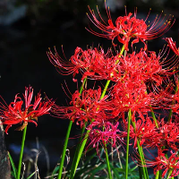 Red Spider Lily type de personnalité MBTI image