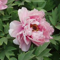 Peony typ osobowości MBTI image