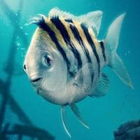 Flounder MBTI Personality Type image