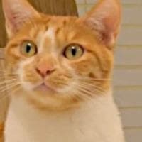 profile_NaNa (CreamHeroes)