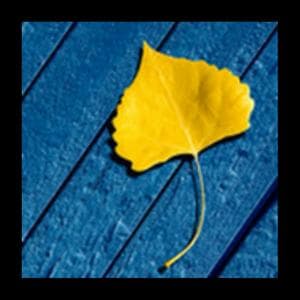 profile_skatingrease