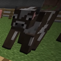 profile_The cow
