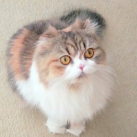 profile_ChuChu (CreamHeroes)