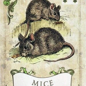 profile_Mice - XXIII