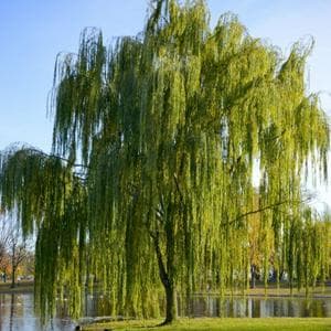 profile_April 21 (Weeping Willow)