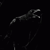 profile_The Crow