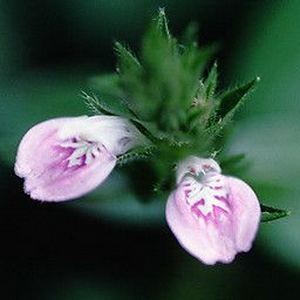 profile_February 12 (Justicia Procumbens)
