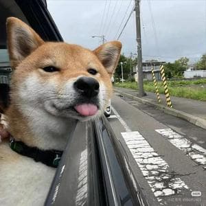 profile_捌西瓜