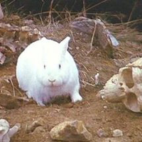 The Killer Rabbit mbti kişilik türü image