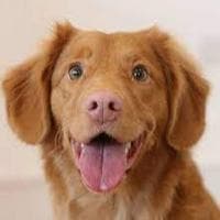 Dog نوع شخصية MBTI image