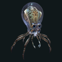 Crabsquid MBTI Personality Type image