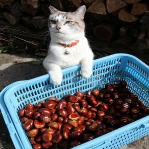 profile_くりねこ