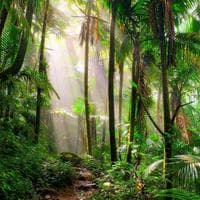 Rainforest tipe kepribadian MBTI image