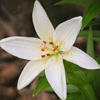 profile_White Lily