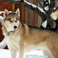 profile_Shelby (Gone To The Snow Dogs)