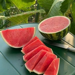 profile_Watermelon