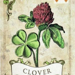 profile_Clover - II