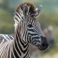 Zebra tipe kepribadian MBTI image