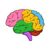 Brain tipe kepribadian MBTI image