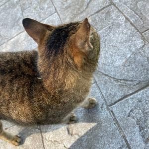 profile_旭