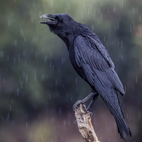 Raven tipe kepribadian MBTI image