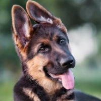 German Shepherd mbti kişilik türü image