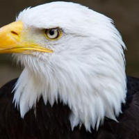 profile_Eagle