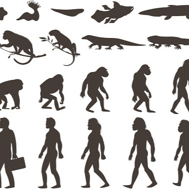 Evolution نوع شخصية MBTI image