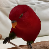 Red Birb (Gumi) type de personnalité MBTI image