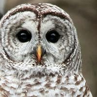 Owl тип личности MBTI image