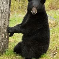 Bear mbti kişilik türü image