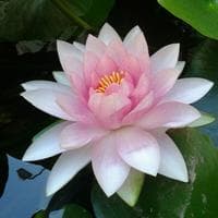 Lotus MBTI Personality Type image