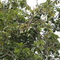 profile_Avocado