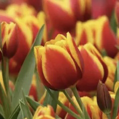 Tulip type de personnalité MBTI image