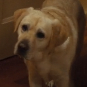 profile_Buster