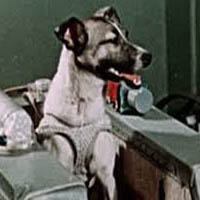 Laika mbti kişilik türü image