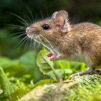 Mice MBTI 성격 유형 image