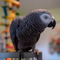 profile_Apollo The Gray African Parrot (Apollo and Frens)