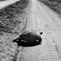 The turtle mbtiパーソナリティタイプ image