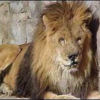 profile_Marjan the Lion