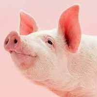 Pig tipo de personalidade mbti image