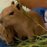 profile_Quandale Dingle The Capybara