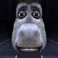 profile_Donkey