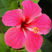 Hibiscus MBTI Personality Type image