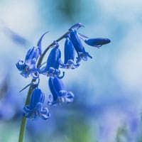 Bluebell MBTI Personality Type image