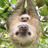 Sloth tipo di personalità MBTI image