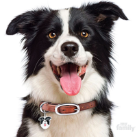 Border Collie MBTI -Persönlichkeitstyp image