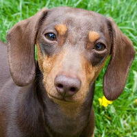 Dachshund (Doxie) type de personnalité MBTI image