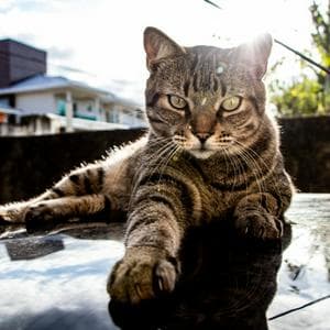profile_Brazilian Shorthair
